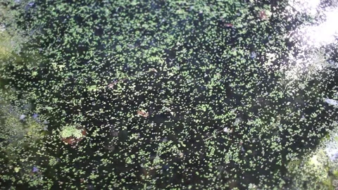 Tiny duckweed leaves swirling on dark standing water surface in nature pond Stock Footage 340592047