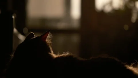 Tiny dust particles float in air, cinematic slow motion cat sitting by window Stock Footage 334032407