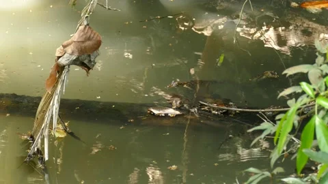 Tiny dwarf caiman crocodiles under simmering water awaiting Stock Footage 151043742