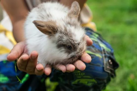 Tiny dwarf rabbit are sitting in girl's palms 库存照片