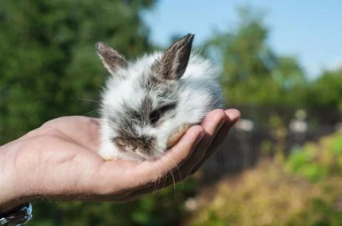 Tiny dwarf rabbit are sitting in man's palm, shallow DOF 库存照片