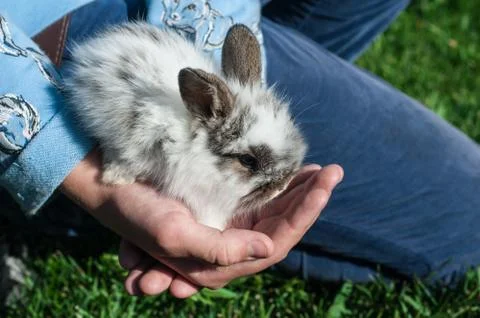 Tiny dwarf rabbit are sitting in girl's palms 库存照片