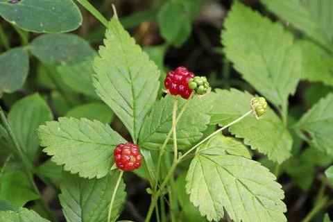 Tiny dwarf wild raspberries grow on the forest floor Stock Photos