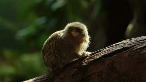 A tiny eastern pygmy marmoset (Callithrix pygmaea) sits in a shaft of Stock Footage 182357996
