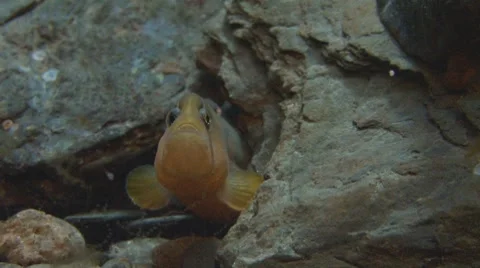 Tiny Eel in a Rocky Crevice Stock Footage 8561214