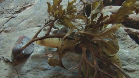 Tiny Eel in Seaweed on a Rock Stock Footage 8561469