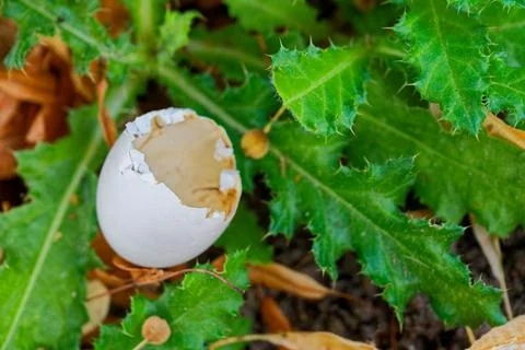 Tiny egg remains among weeds on a sunlit dry meadow Stock Photos