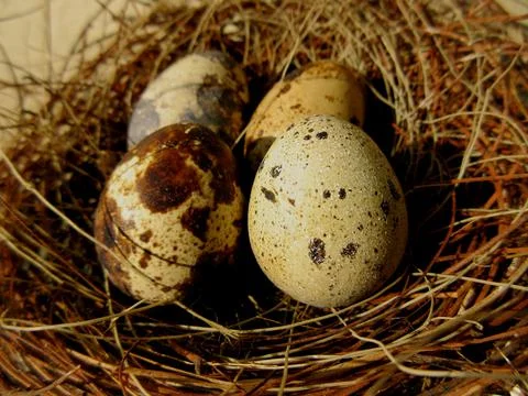 Tiny eggs Common quail bird eggs inside a nest, Quail eggs are considered a d Stock Photos