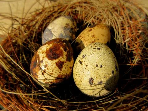 Tiny eggs Common quail bird eggs inside a nest, Quail eggs are considered a d Stock Photos