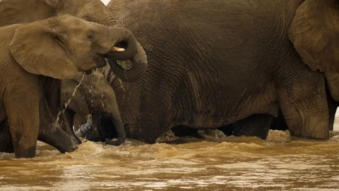 Tiny elephant calf walks close behind mother as herd crosses, drinks from river Video stock 105273346