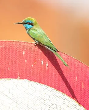 THE TINY EMERALD Bee Eater 스톡 사진