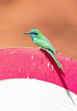 THE TINY EMERALD, Little Bee Eater green bird 스톡 사진