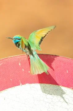 THE TINY EMERALD, Little Bee Eater 스톡 사진