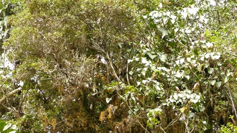 Tiny endemic flame-throated warbler in native country Costa Rica Stock Footage 126807142