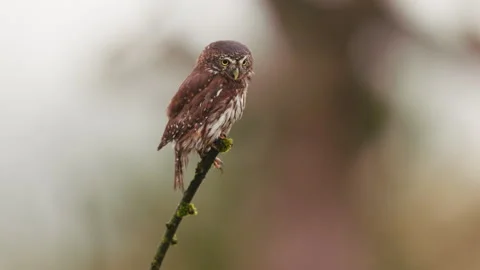 Tiny Eurasian pygmy owl perched on tree branch looks around and makes call Stock Footage 304057213