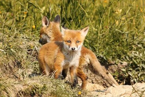 Tiny european red fox cub looking at the camera, wild animal in natural habit Stock Photos