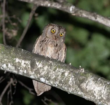 Tiny European Scops Owl Perched on Branch Foto stock