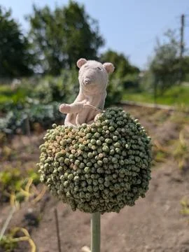 Tiny Explorer Atop a Giant Onion Bloom Stock Photos