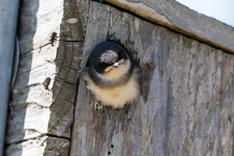 Tiny face looking outside the house. Stock Photos