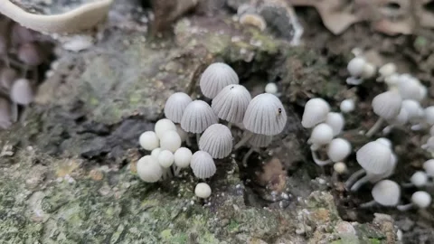 Tiny Fairy Inkcap Mushrooms with Ant Crawling on Cap, Dhaka, Bangladesh Vídeos de archivo 344368234