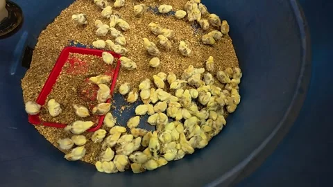 Tiny farm chicks are kept in a pen, actively feeding. 動画素材 311556035