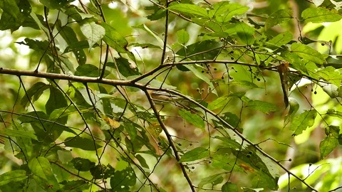 Tiny fast new world warbler type of bird hopping up branches Stock Footage 123550005