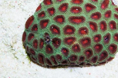 Tiny Feather Duster in an Emerald Green Red Eye Favia Brain Coral, Favia spp Stock Photos