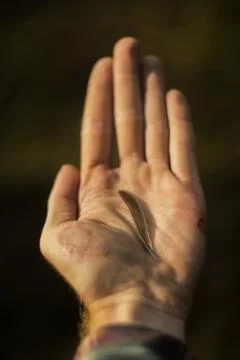 Tiny feather Stock Photos