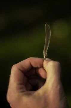 Tiny feather Stock Photos