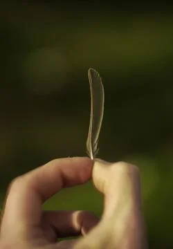 Tiny feather Stock Photos