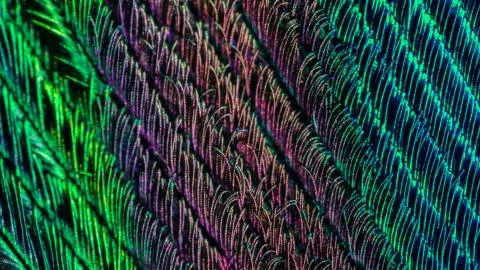 The tiny feathers of the peacock on a macro shot Stock Photos