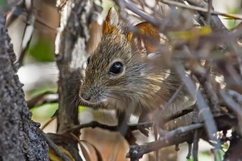 Tiny field mouse peeking out from cover Stock Photos