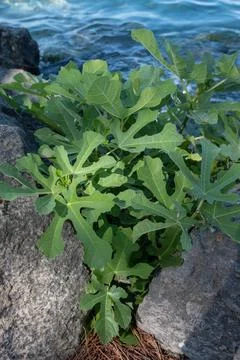 Tiny fig tree grows among the stones Stock Photos