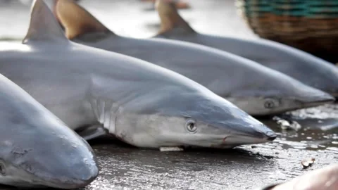 Tiny Fighter, Helpless Stock Footage 282691343