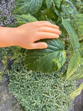Tiny finger puppet hand touching plant leaf Stock Photos