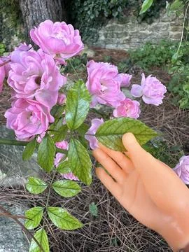 Tiny finger puppet hand touching roses on a bush Stock Photos