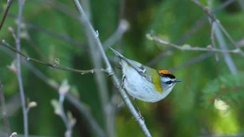 Tiny Firecrest singing on a spring evening in a boreal forest Stock Footage 246878661