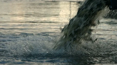 Tiny fish are released into the lake, fish farming, whitebaits Stock Footage 77828060
