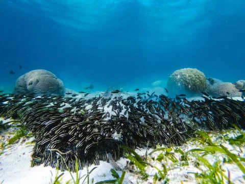Tiny Fish Camiguin Stock Photos