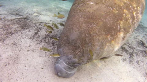 Tiny fish clean a manatee of moss Stock Footage 62841473
