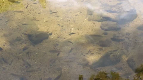 Tiny Fish in Clear Pond. Stock Footage 312070839