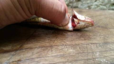 Tiny fish cutting stock video footage Stock Footage 248702806