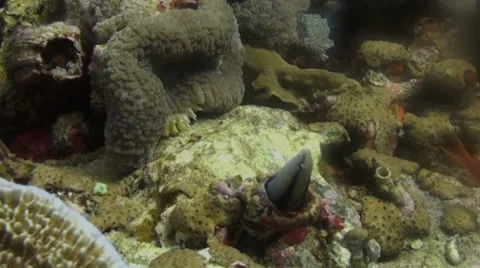 Tiny fish hides in a hole in some coral - HD Video stock 27881866