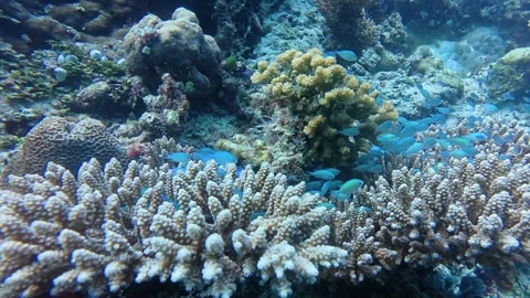 Tiny fish hiding in the coral Stock Footage 345657520