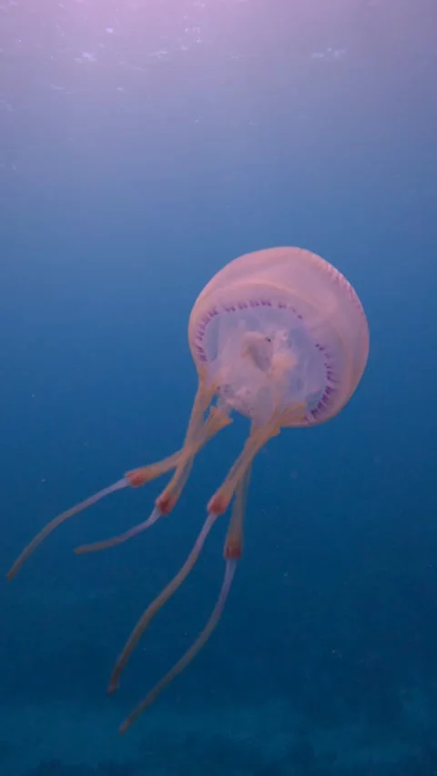 Tiny Fish Inside a Jellyfish, mauritius - 01 Jun 2025 Video stock 317585091