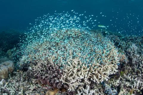 Tiny Fish Over Coral Stock Photos