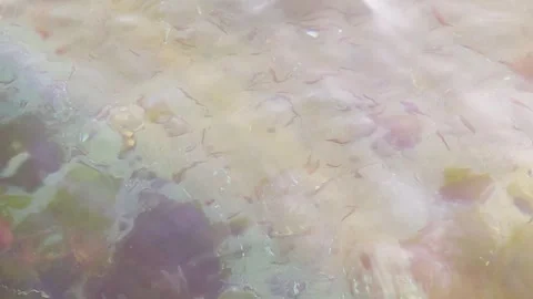 Tiny Fish Swimming in Clear Shallow Water Sunlight Reflection Stock Footage 344202093