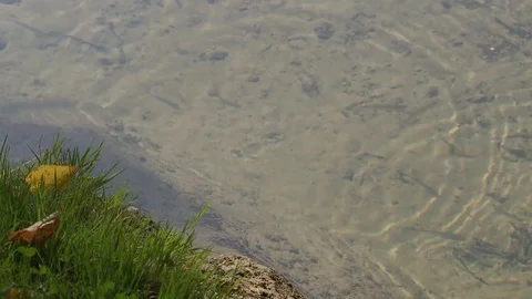 Tiny fish swimming close to lakeshore Stock Footage 73697201