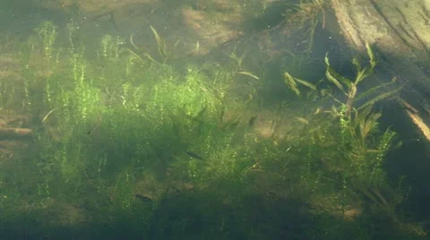 Tiny Fish Swimming in Glowing Green River Grasses Vídeo Stock 11874324