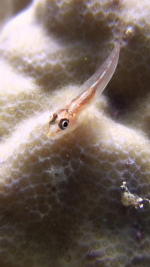 Tiny fish swims across coral reef in Bonaire during daytime Video stock 312714457